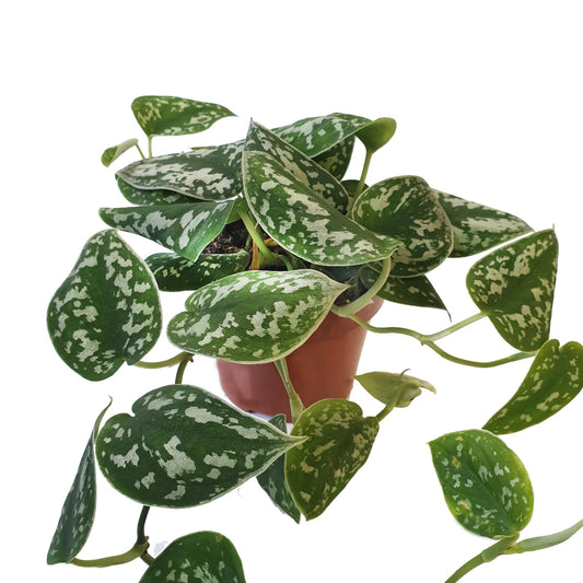 Satin Pothos (Scindapsus Pictus 'Argyraeus') Review
