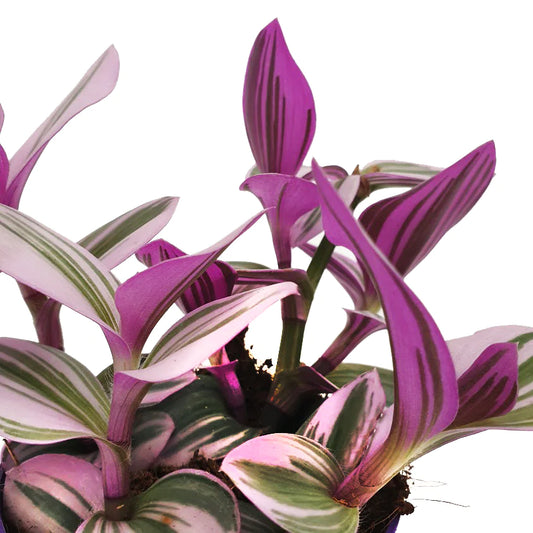 Wandering Dude 'Nanouk' (Tradescantia Albiflora) Review