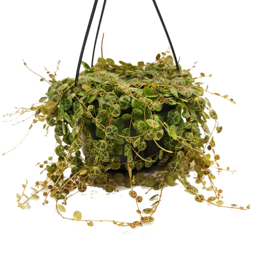 String Of Turtles (Peperomia Prostrata) Review