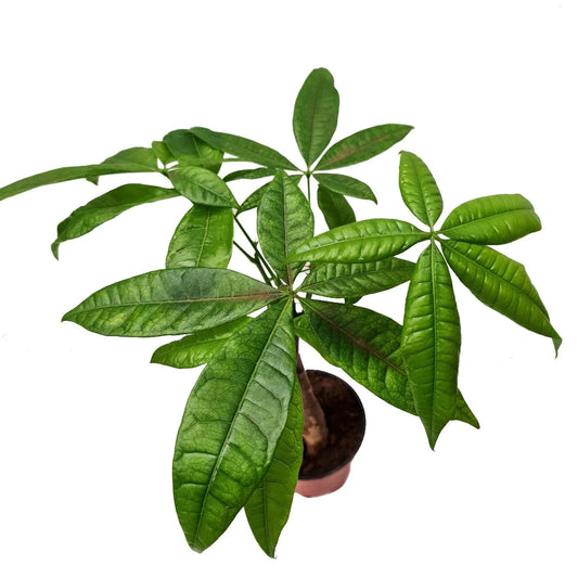 Plaited Money Tree (Pachira Aquatica) Review