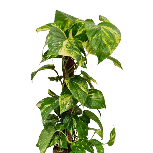 Devil's Ivy 'Golden Pothos' (Epipremnum Pinnatum Aureum) Review