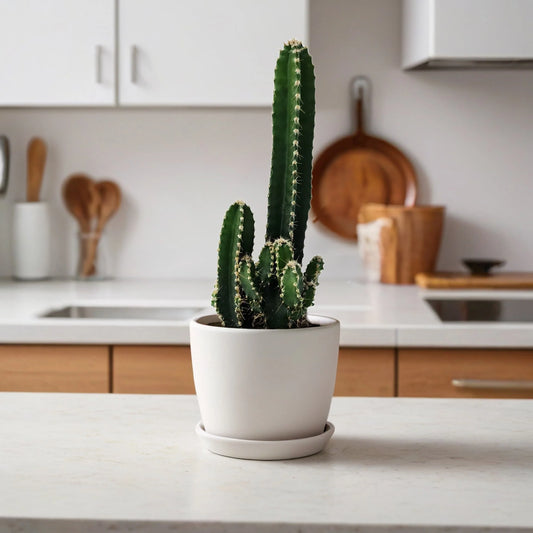 Apple Cactus Florida (Cereus Peruvianus) Review