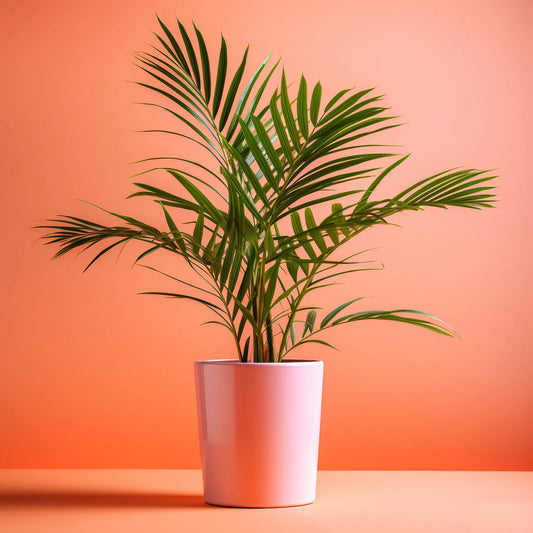 Areca Palm (Dypsis Lutescens Chrysalidocarpus) Review