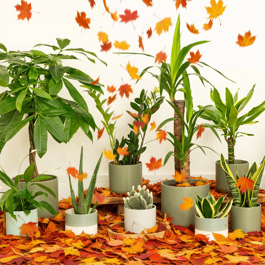 Transform Your Home This Autumn with Easy Care Houseplants