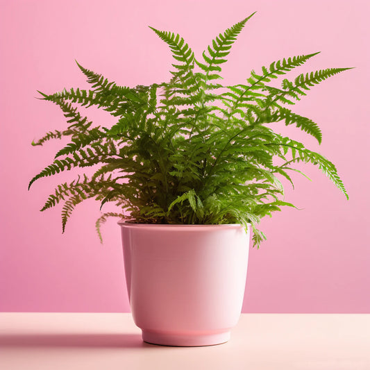 Boston Fern (Nephrolepis Exaltata 'Green Moment') Review