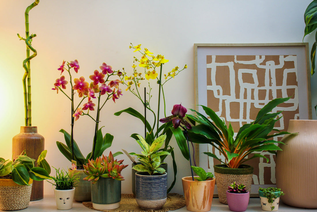 Mother's Day Houseplants & Indoor Plants