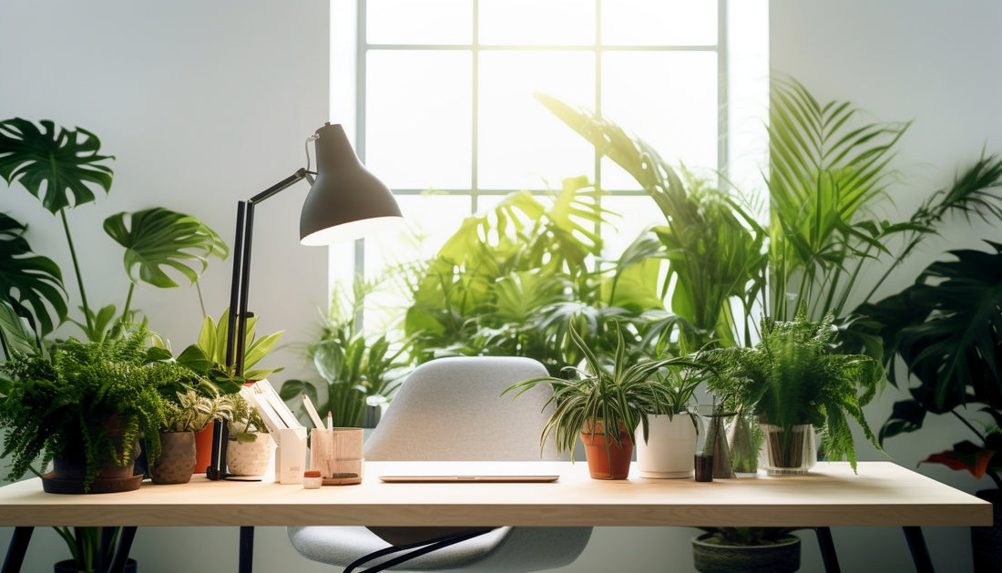 Buy Office Plants Online