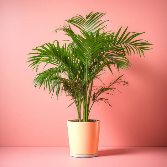 Parlour Palm (Chamaedorea Elegans) Review