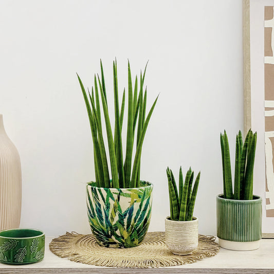 Snake Plant 'Cylindrica' (Sansevieria Trifasciata) Review