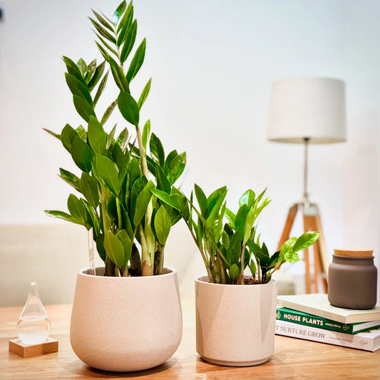 ZZ Plant (Zamioculcas Zamiifolia) Review