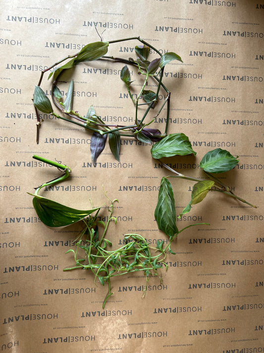 Chop and Prop Set 2 | Unrooted Cuttings | Clearance Plants