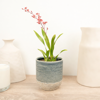 Butterfly Orchid | Twinkle Red