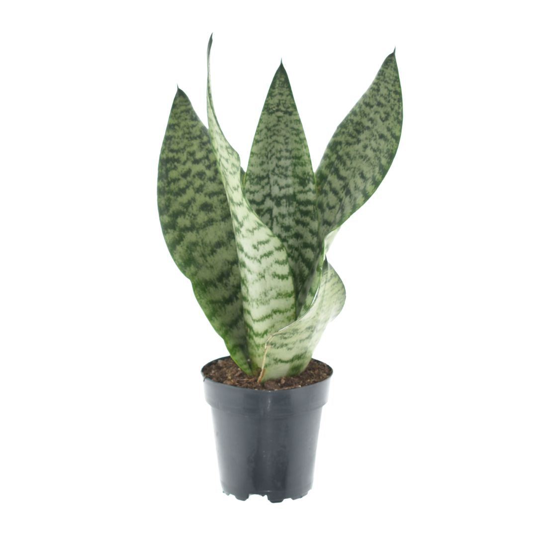 Snake Plant | Larenzii | Hard To Find