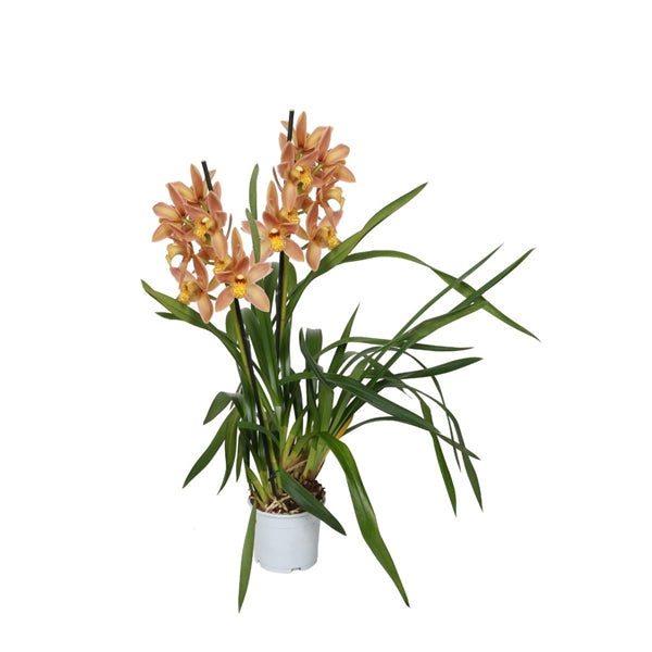 Cymbidium Orchid | Wilhelmina