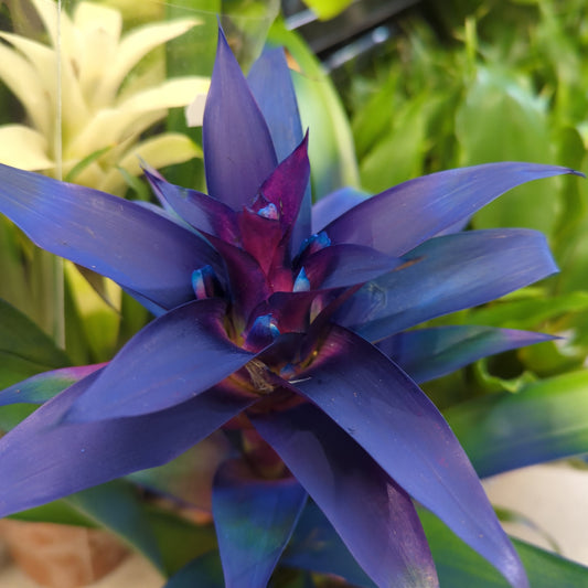 Guzmania Bromeliad | Blue Dyed | Flowering Plants