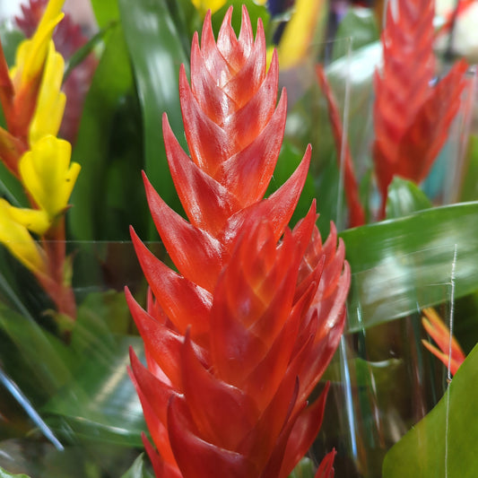 Vriesea Flaming Sword | Red | Houseplant Moving Sale