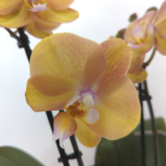 Phalaenopsis Orchid | Peach | Potted Houseplants
