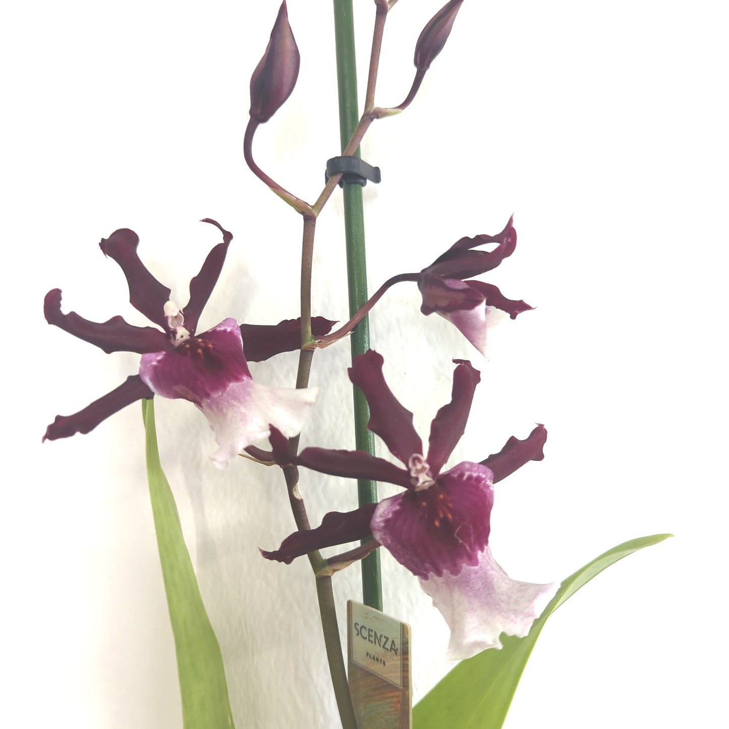 Cambria Orchid | Cherry Pie