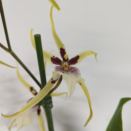Spider Orchid | Tranquility | Potted Houseplants
