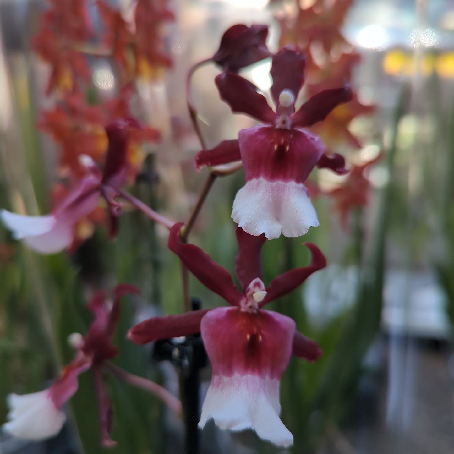 Cambria Orchid | Renaissance | Mild Fragrance