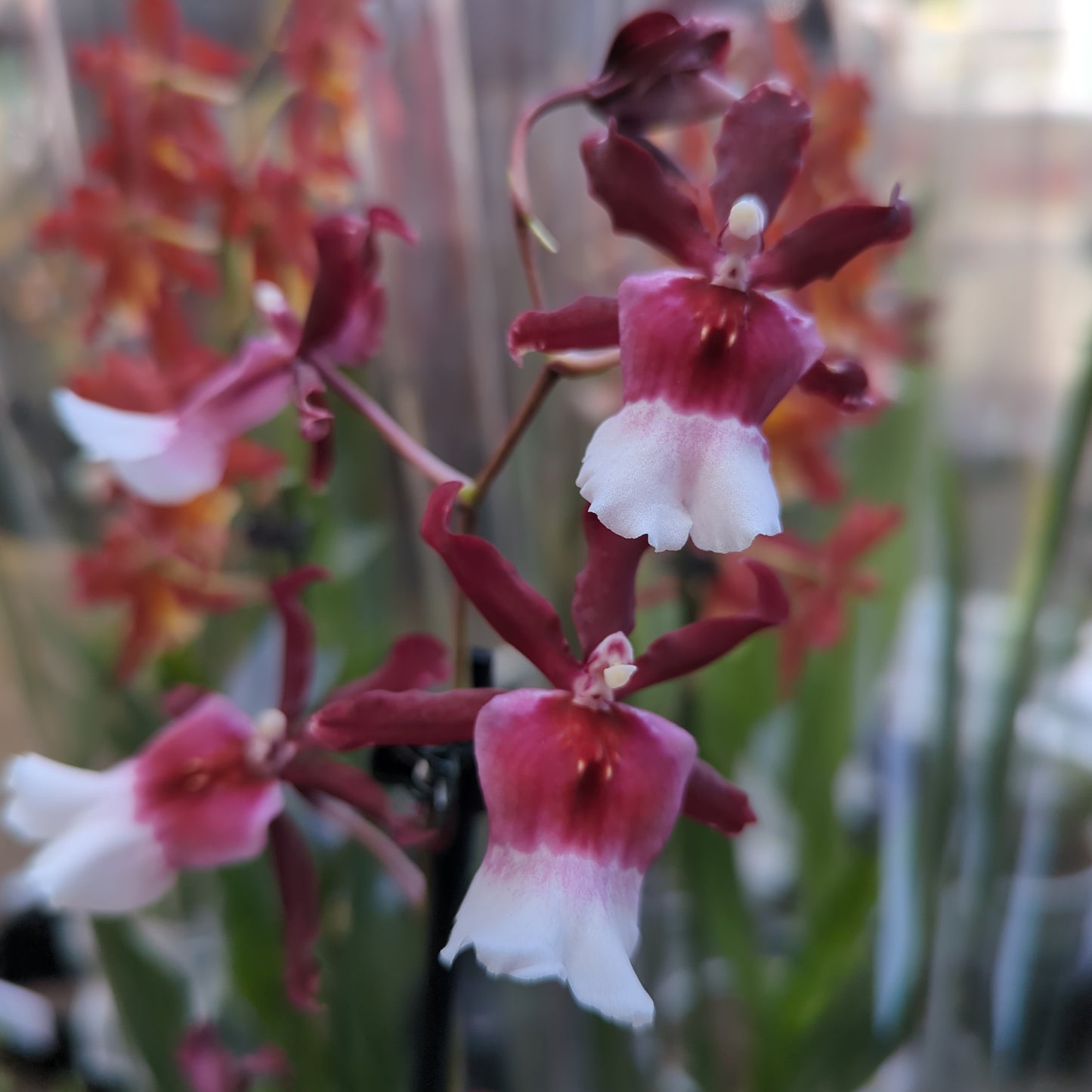 Cambria Orchid | Renaissance | Mild Fragrance