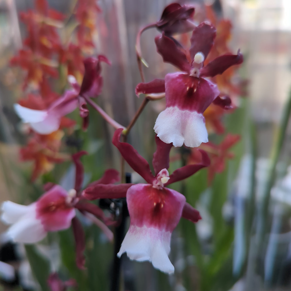 Cambria Orchid | Renaissance | Mild Fragrance