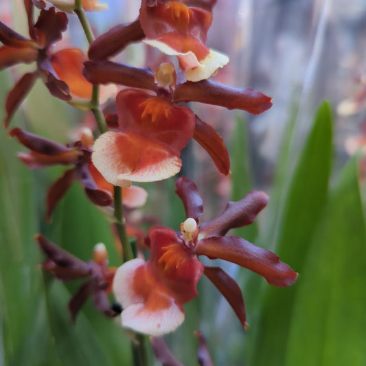 Cambria Orchid |  Strawberry Dream | Flowering Plants
