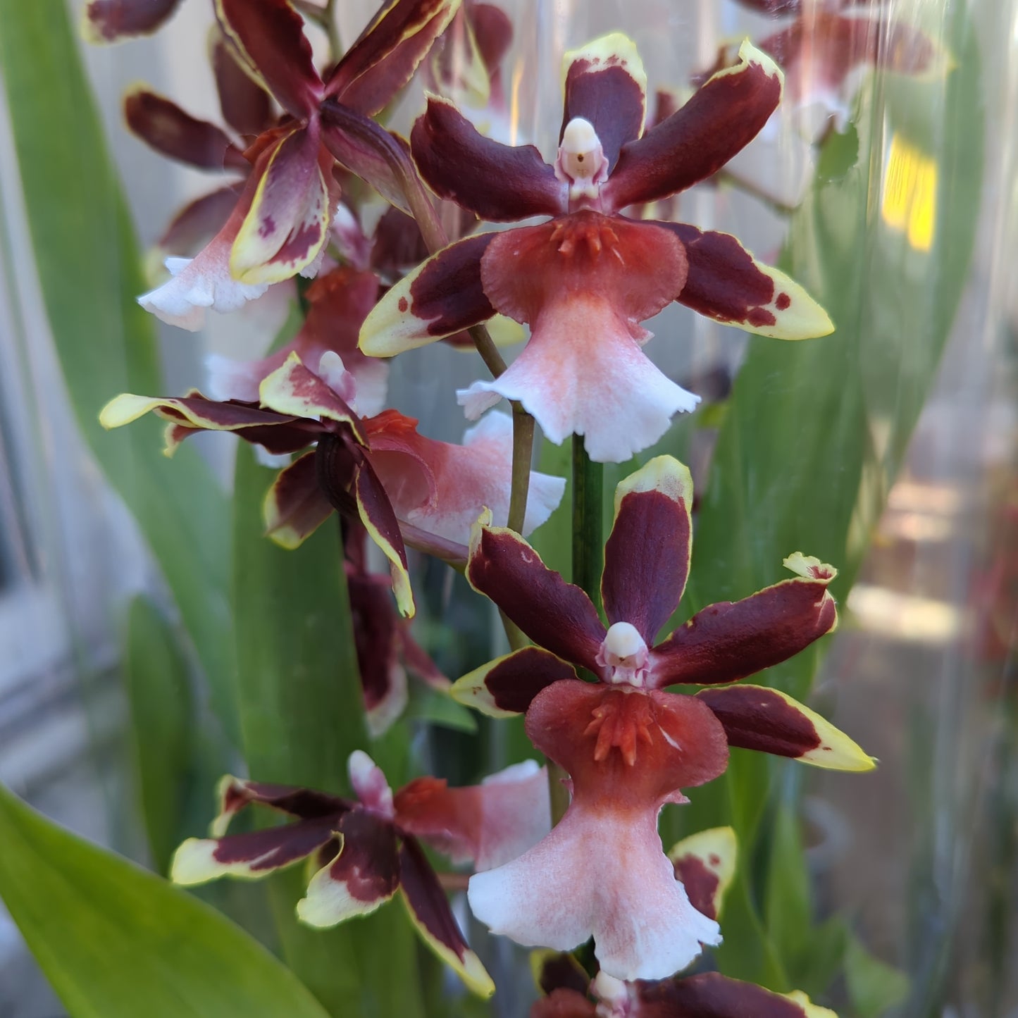 Cambria Orchid | Summer Pudding