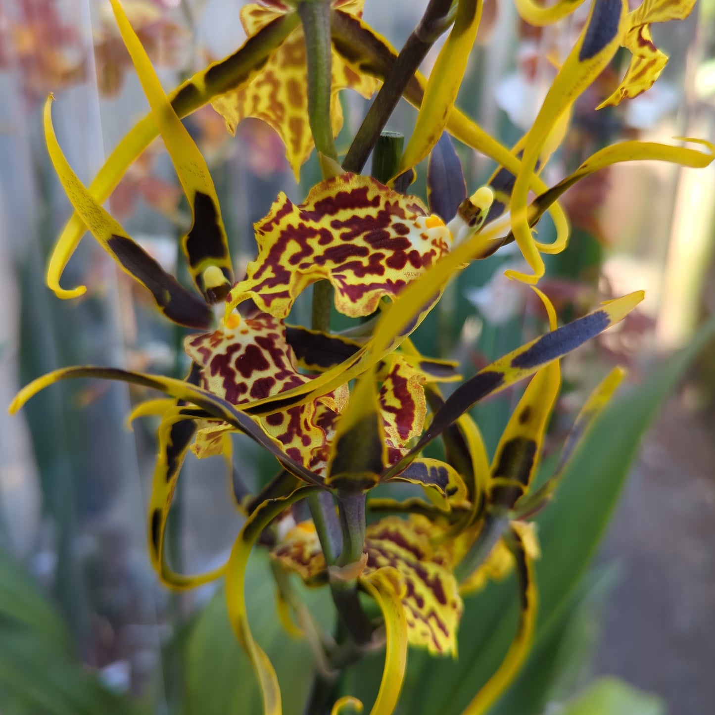 Spider Orchid | Halloween