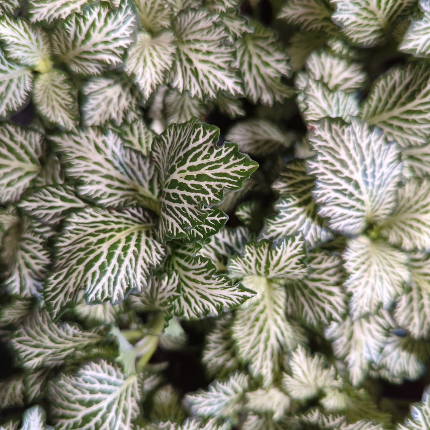 Nerve Plant | Curly Marble