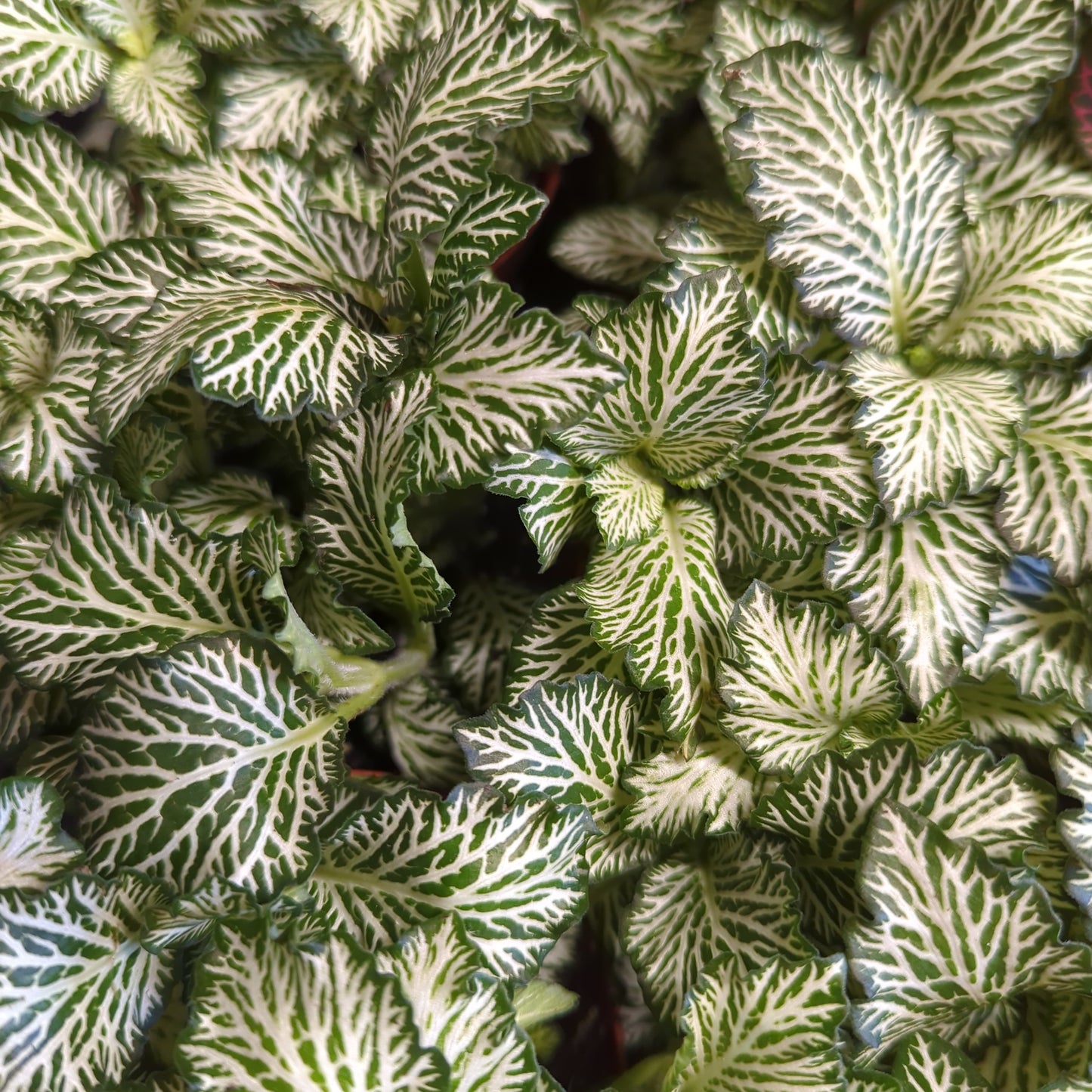 Nerve Plant | Curly Marble