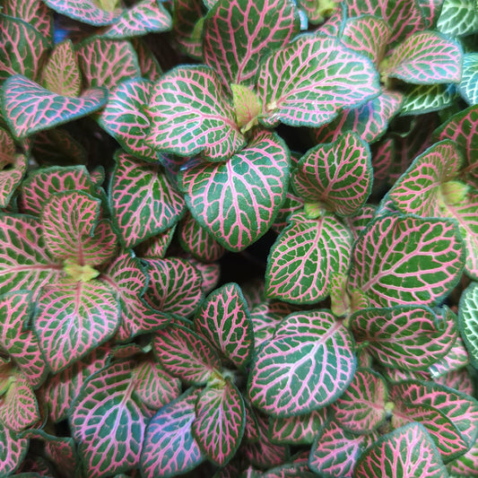 Nerve Plant | Red Dream | Potted Houseplants