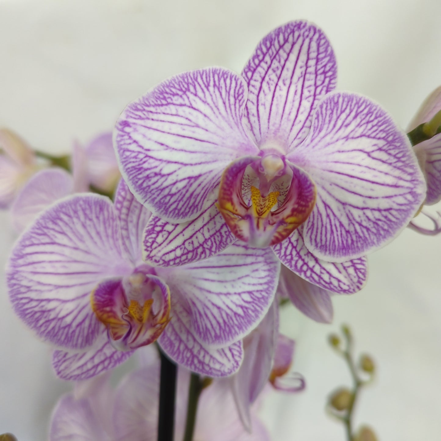 Phalaenopsis Orchid | Sparkle