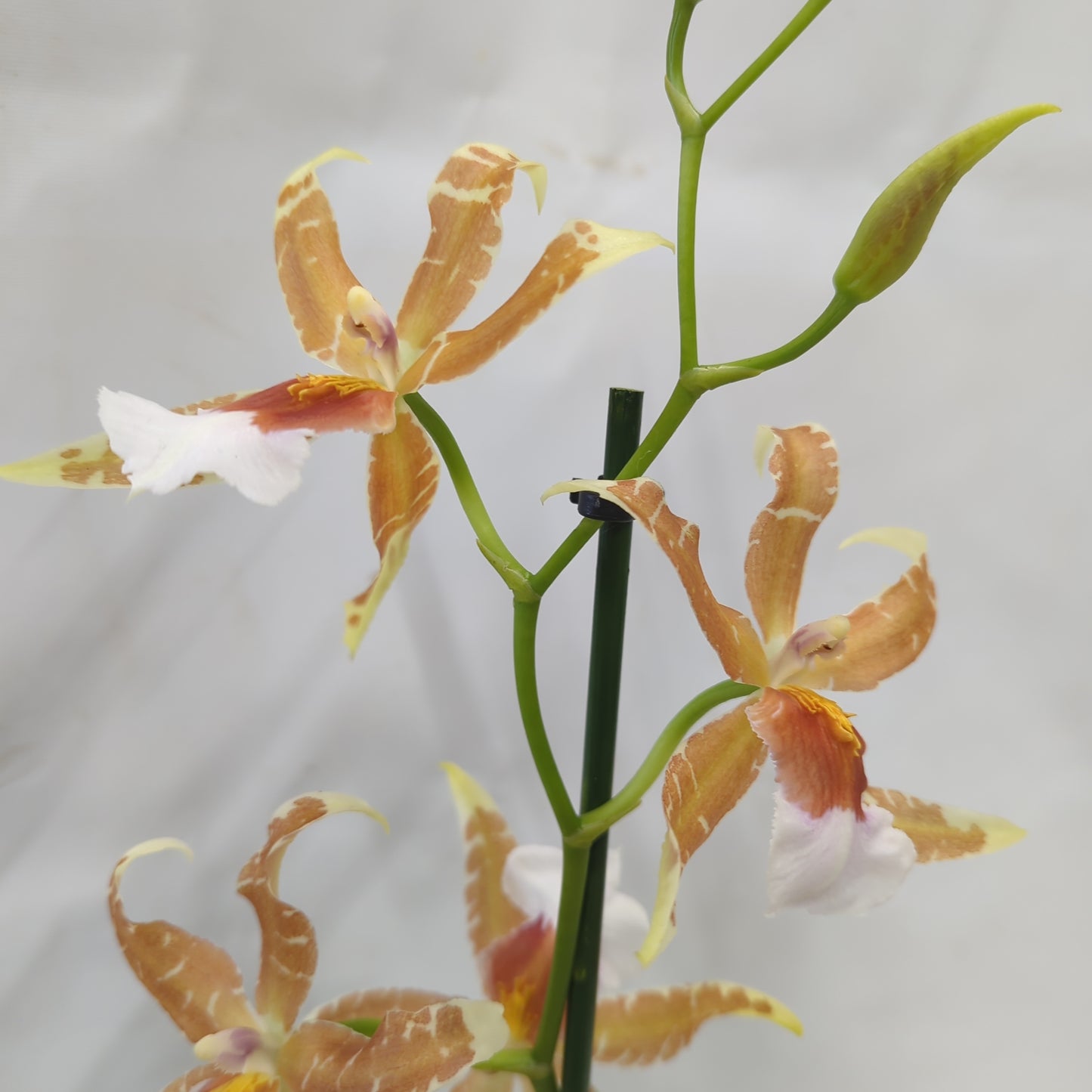 Dancing Ladies Orchid | Orange Renaissance | Rare Orchid