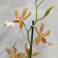 Dancing Ladies Orchid | Orange Renaissance | Rare Orchid
