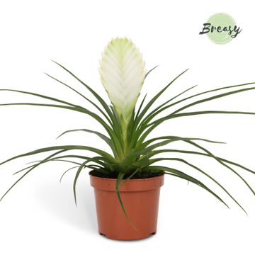 White Quill Plant | Biancini | Potted Houseplants