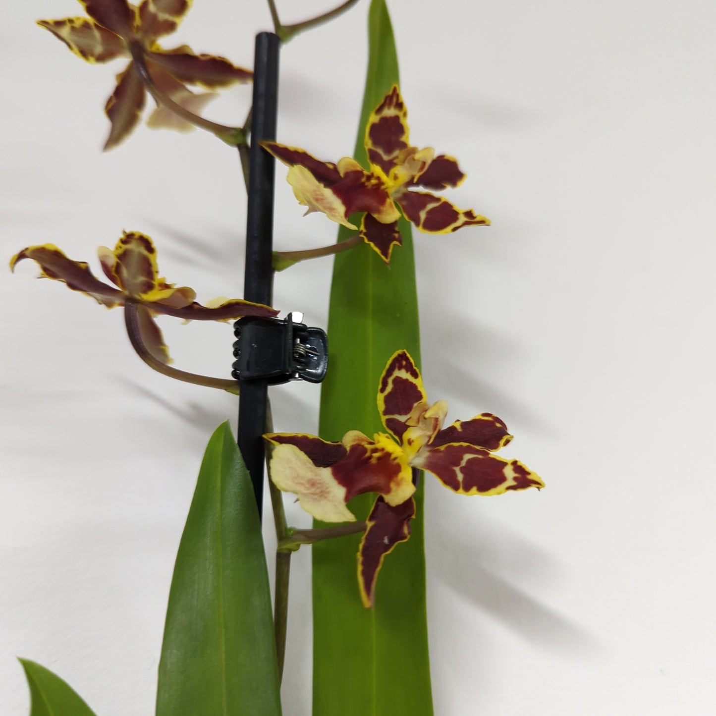 Cambria Orchid | Francine