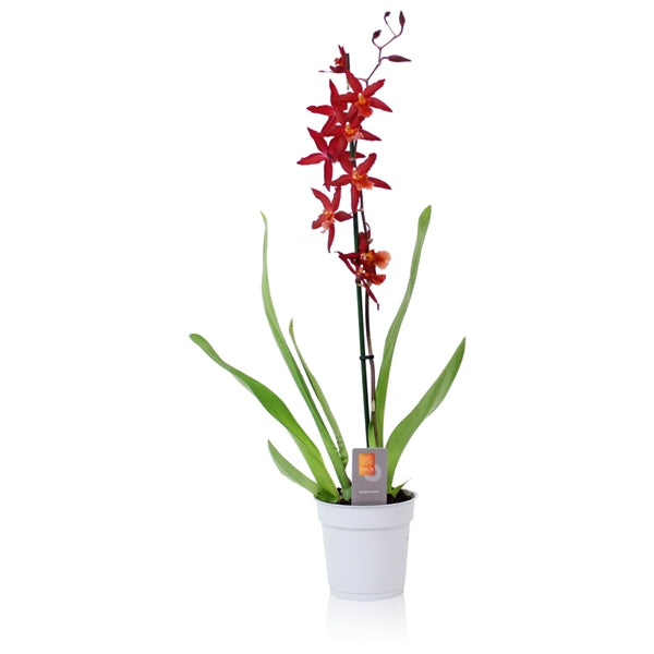 Cambria Orchid | Red