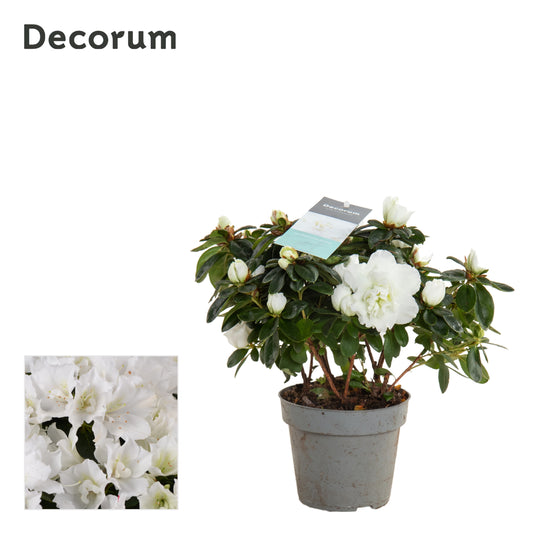 Flowering Azalea | White | Perfect Plants for Under £30