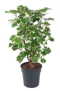 Ming Aralia | Balfouriana