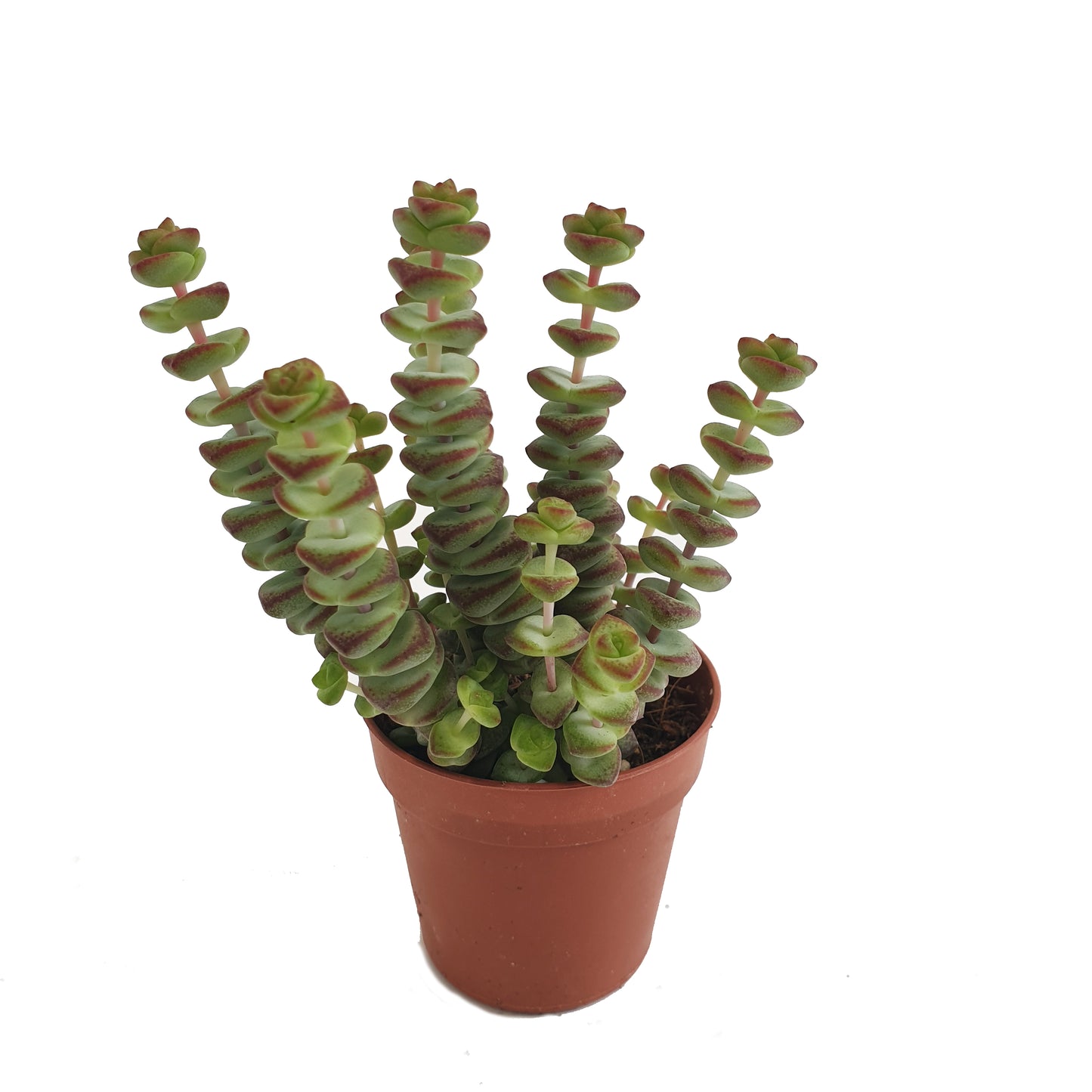 String Of Buttons
