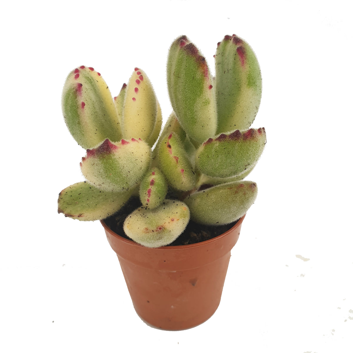 Bear Paws