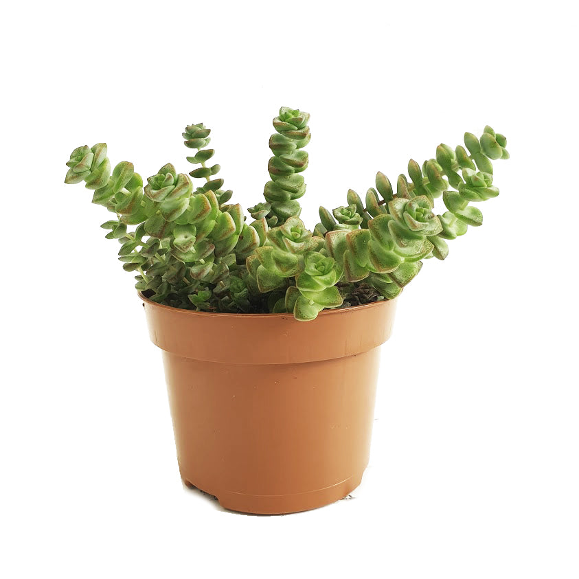 String Of Buttons