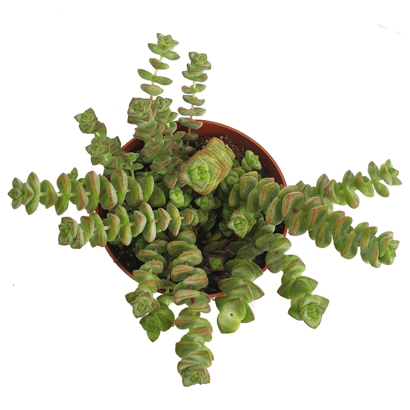 String Of Buttons
