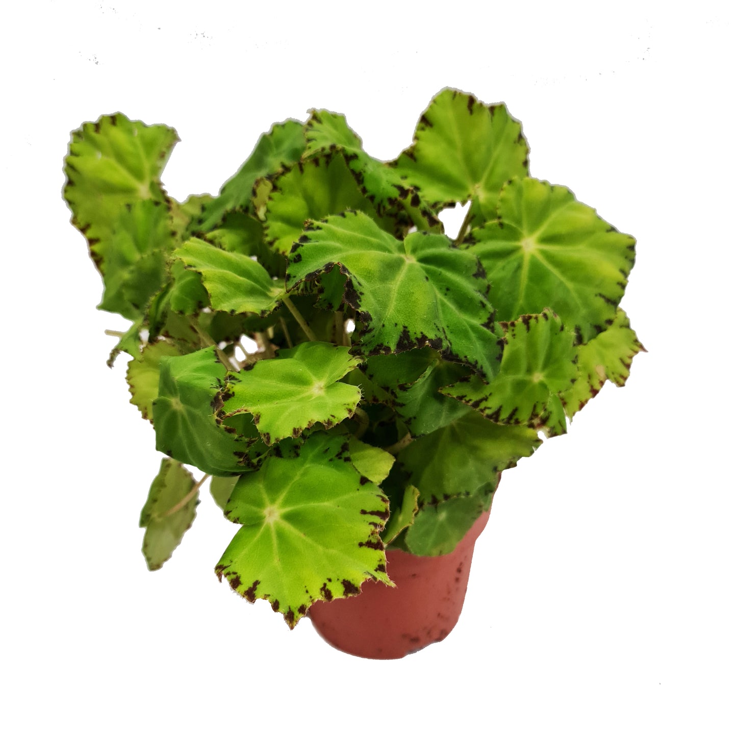 Begonia Rex | Lime Fever