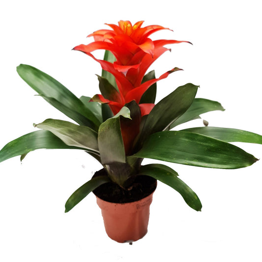 Guzmania Bromeliad | Orange-Red | Shade Loving Plants