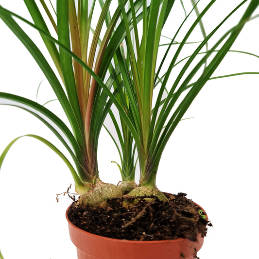 Pony Tail Palm | Hard To Find | Potted Houseplants