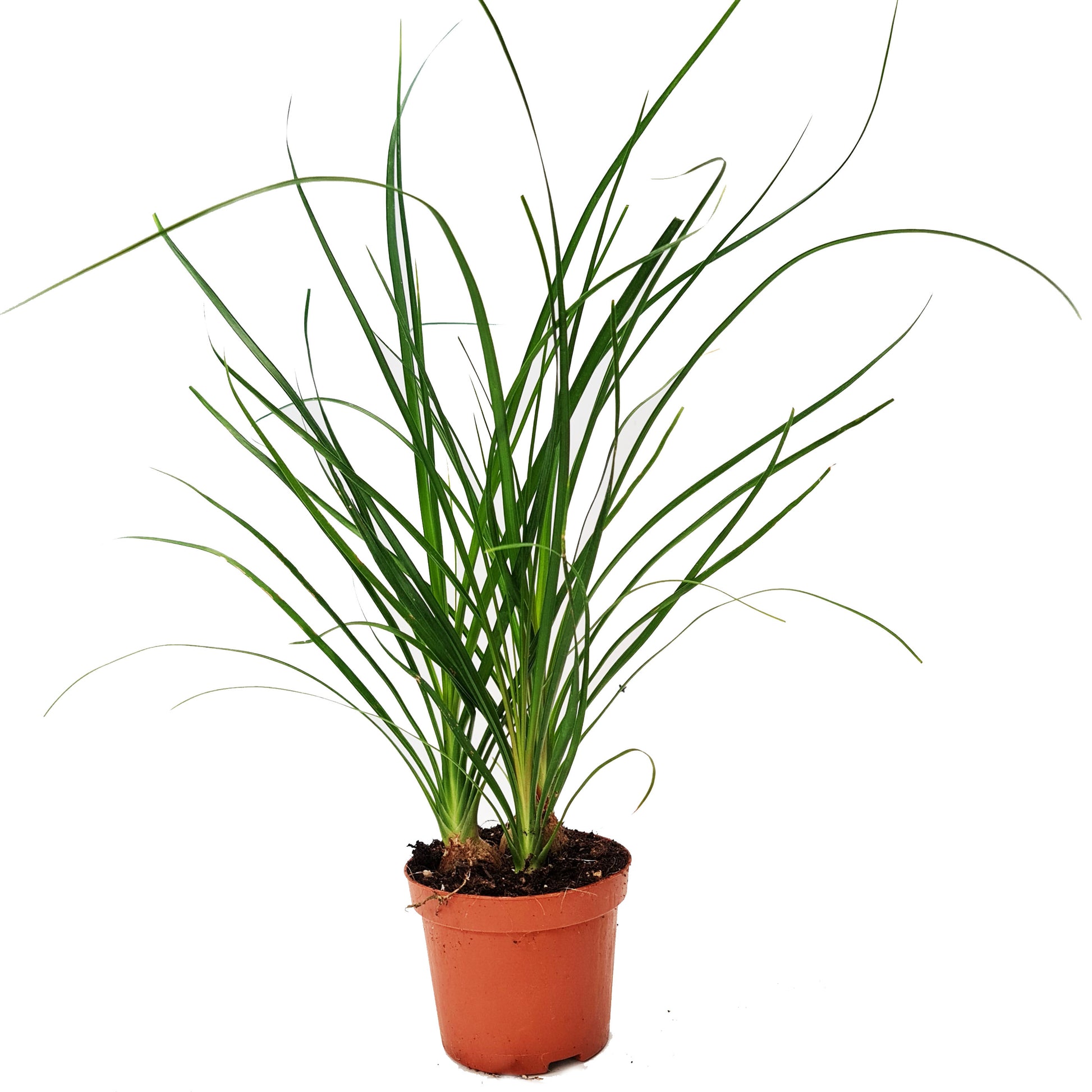 Pony Tail Palm | Hard To Find