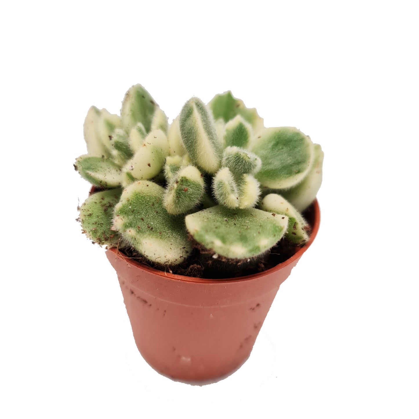 Bear Paws | Albo