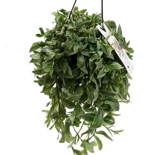 Wandering Dude | Ivory Hill | Bright Tenderness | Hard To Find | Potted Houseplants